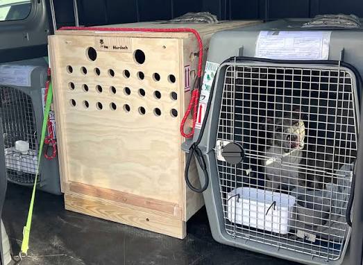 Puppy travel crate rental for pet shipping