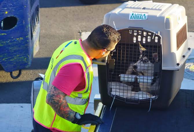 Safe pet relocation and crate rental