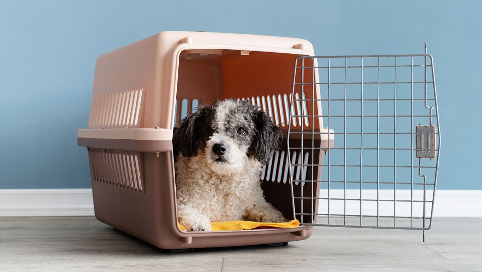 Basic pet travel crate rental